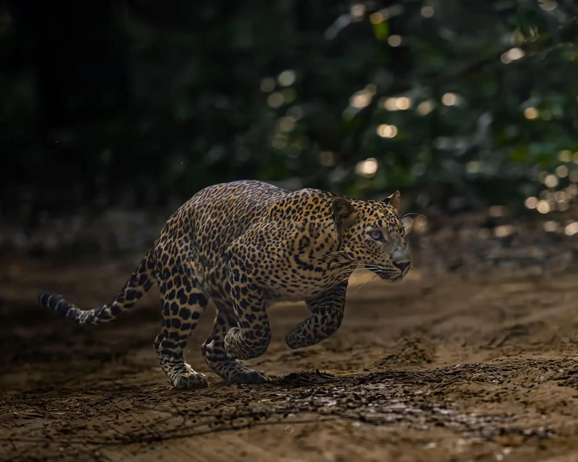 Safari jeep convoy in Yala National Park