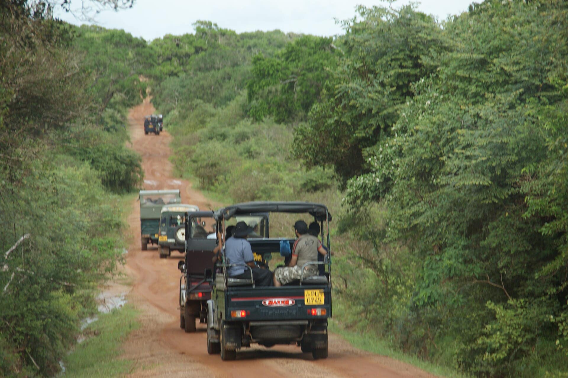 A line of 4x4 safari jeeps ready for a game drive