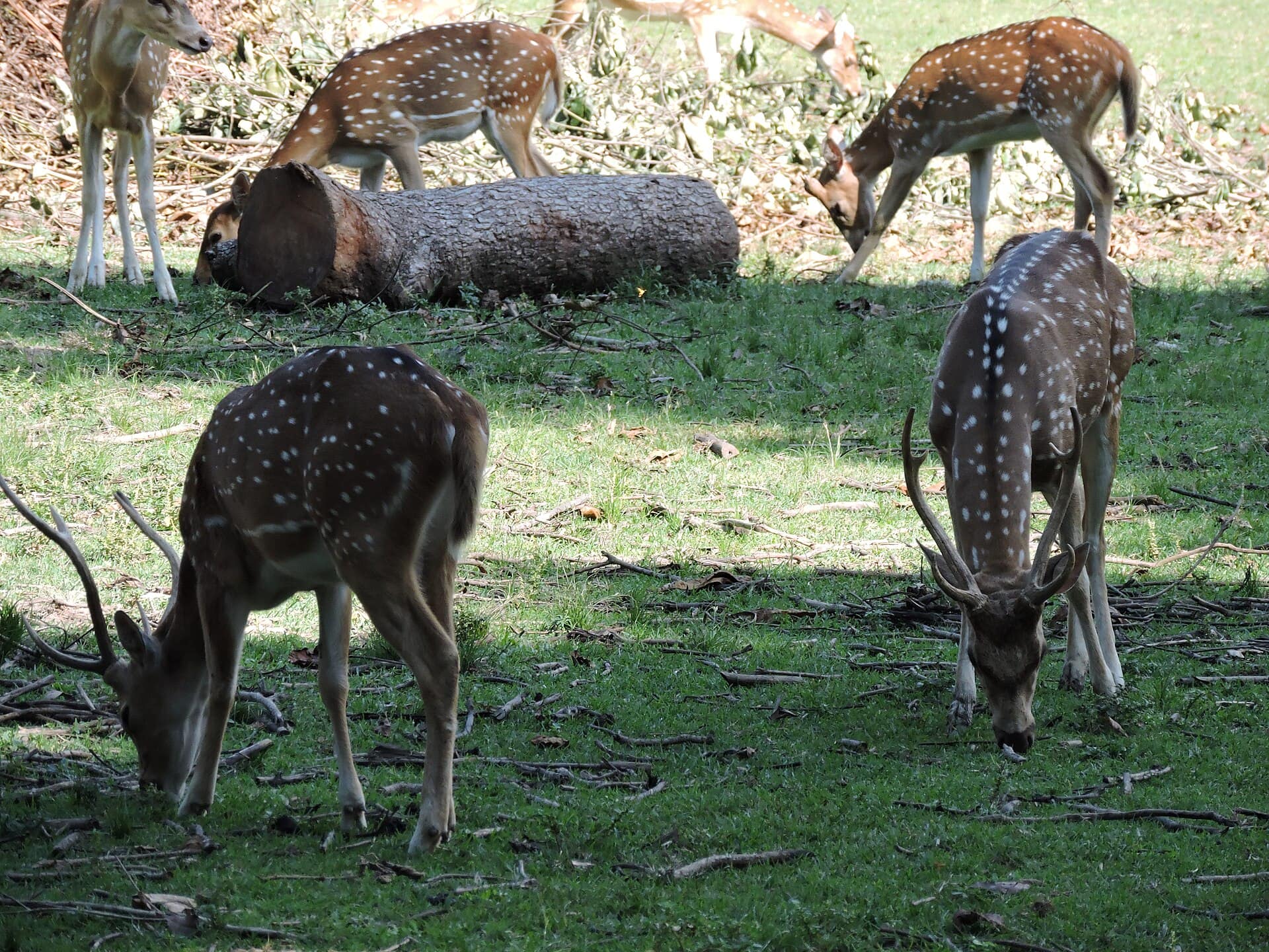A spotted deer grazing in open grassland