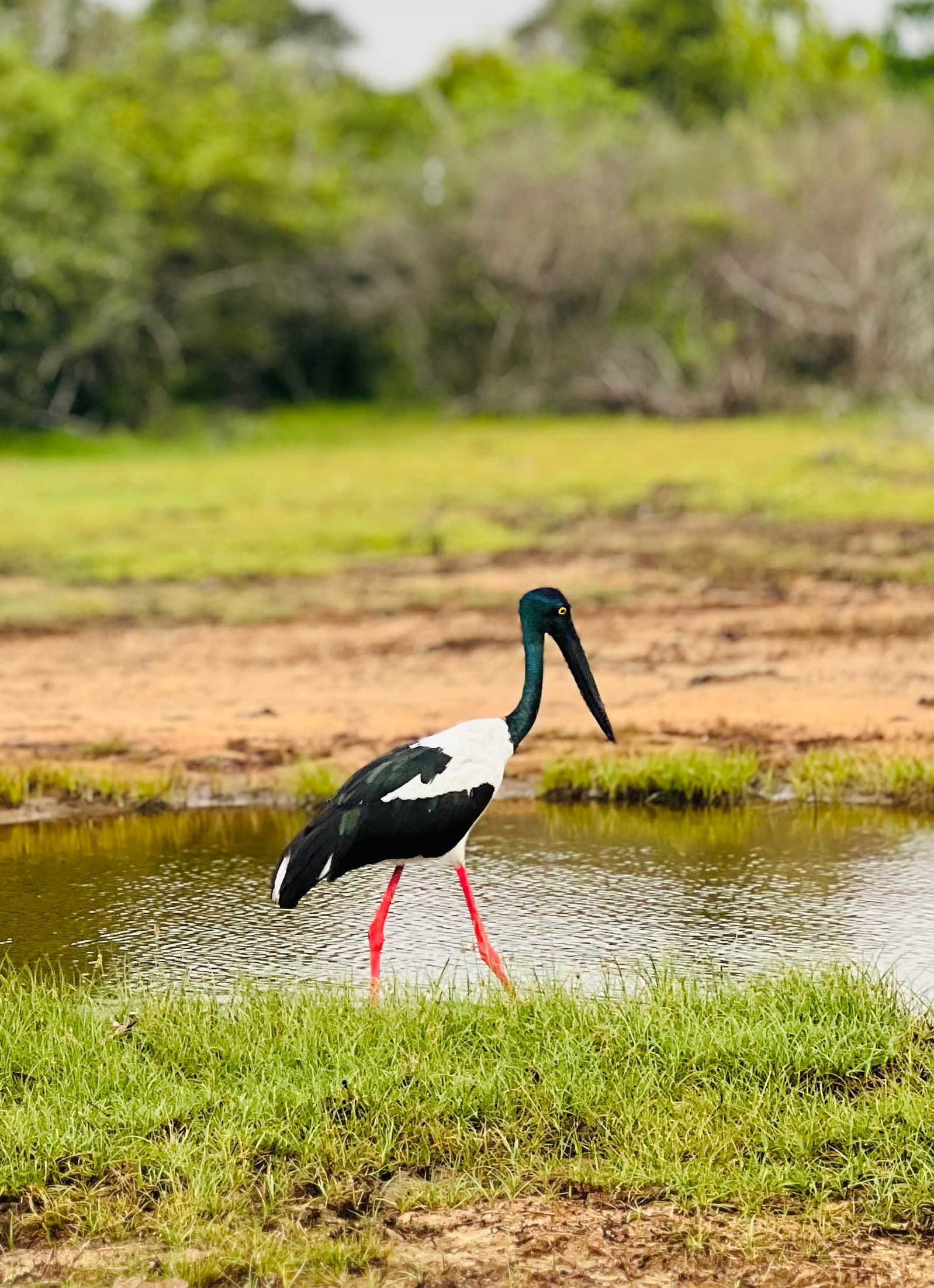 A black-necked stork wading through a wetland