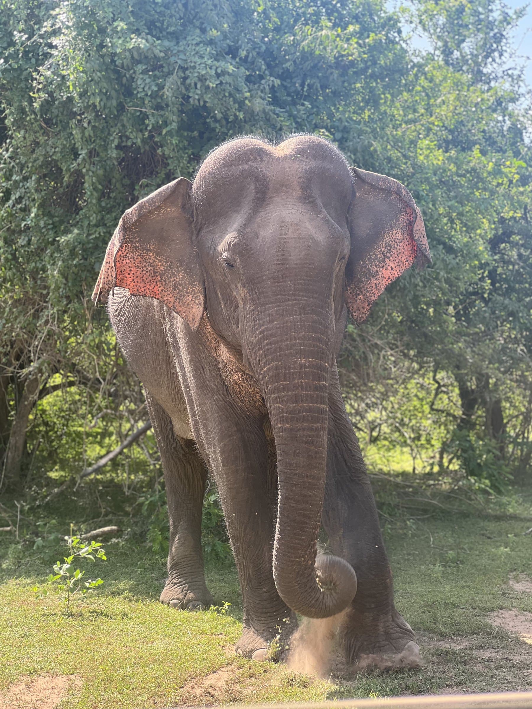 A wild Asian elephant approaching on a forest track