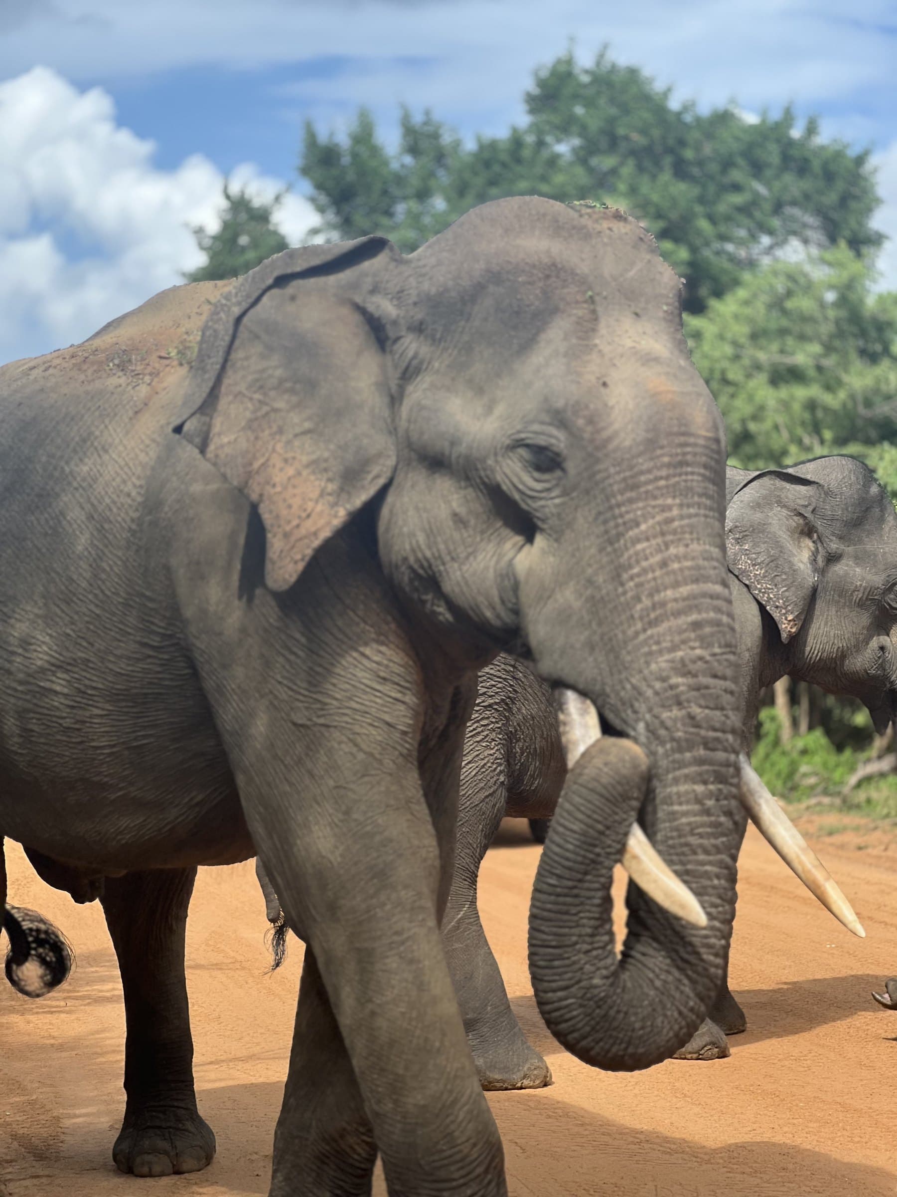 A close encounter with a tusker elephant on a dirt road