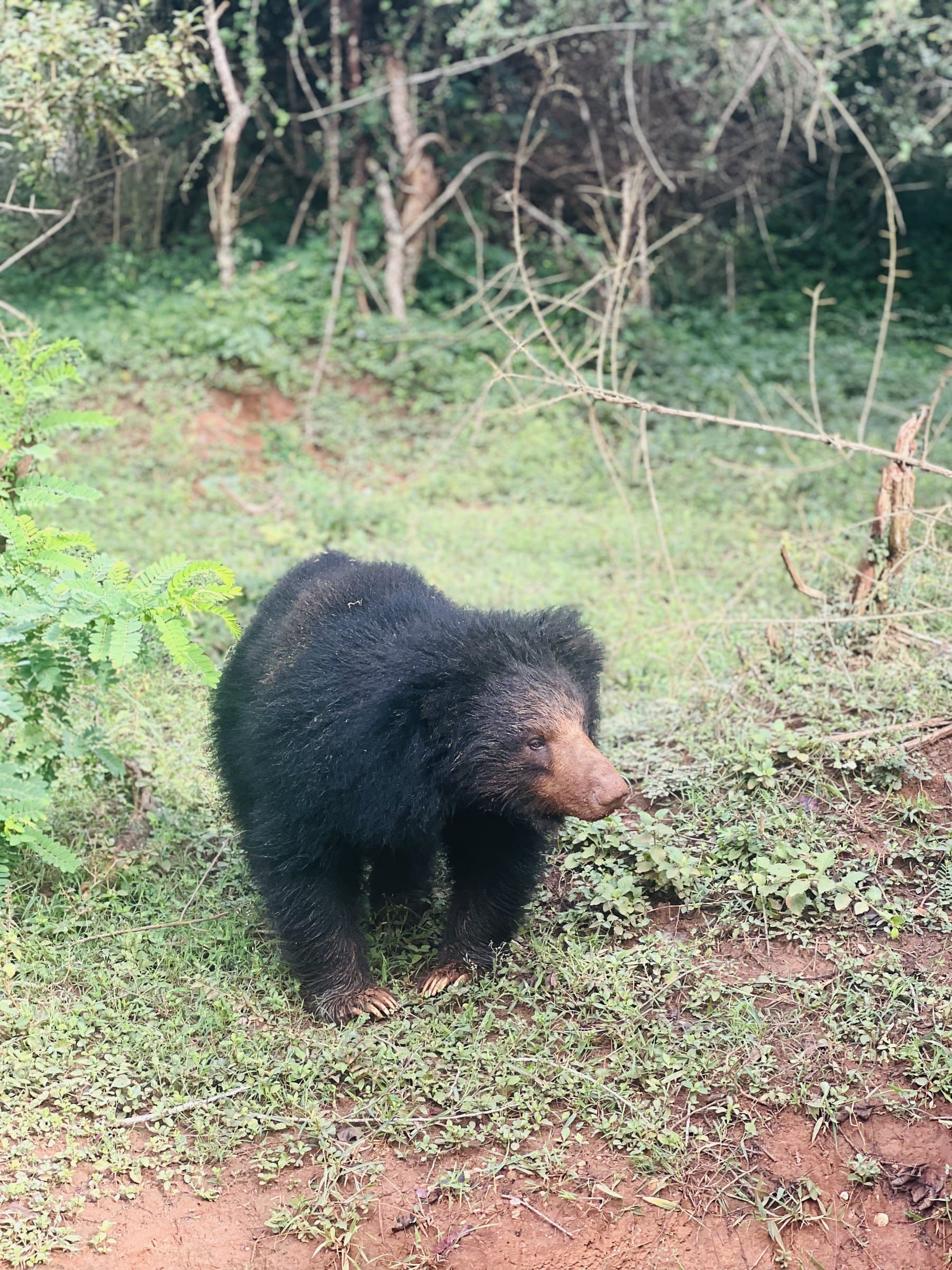 A sloth bear foraging in the Sri Lankan dry-zone forest