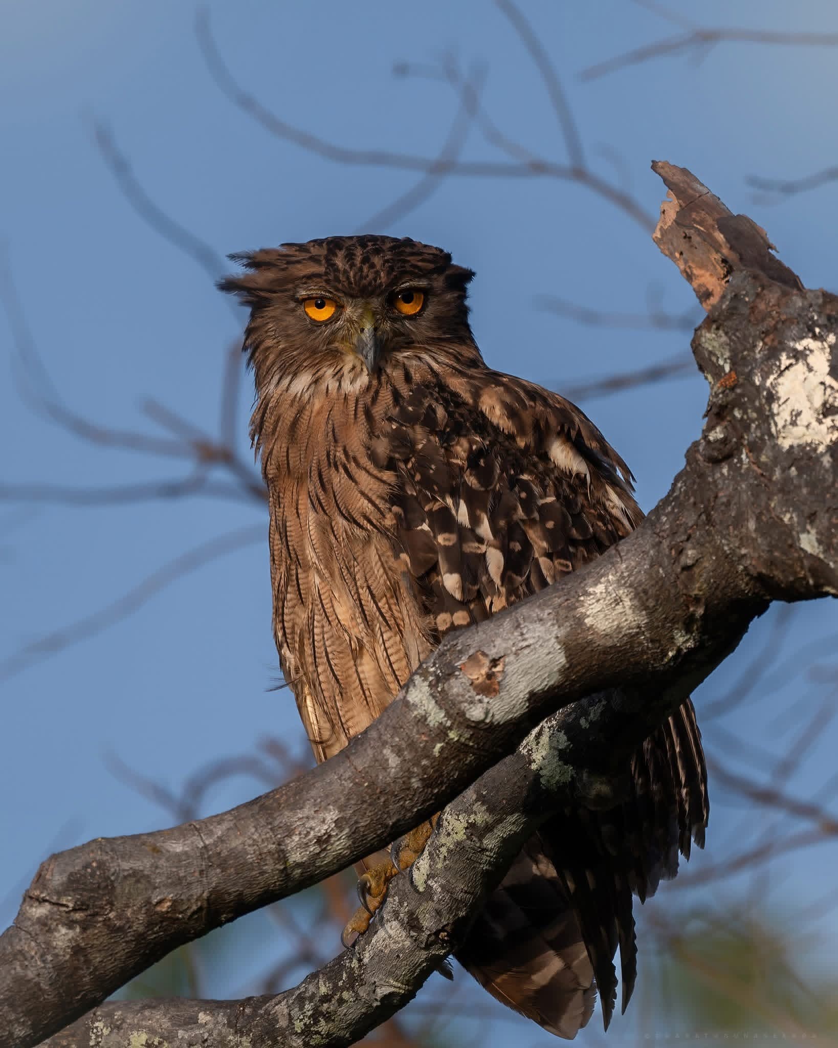 A brown fish owl perched on a branch