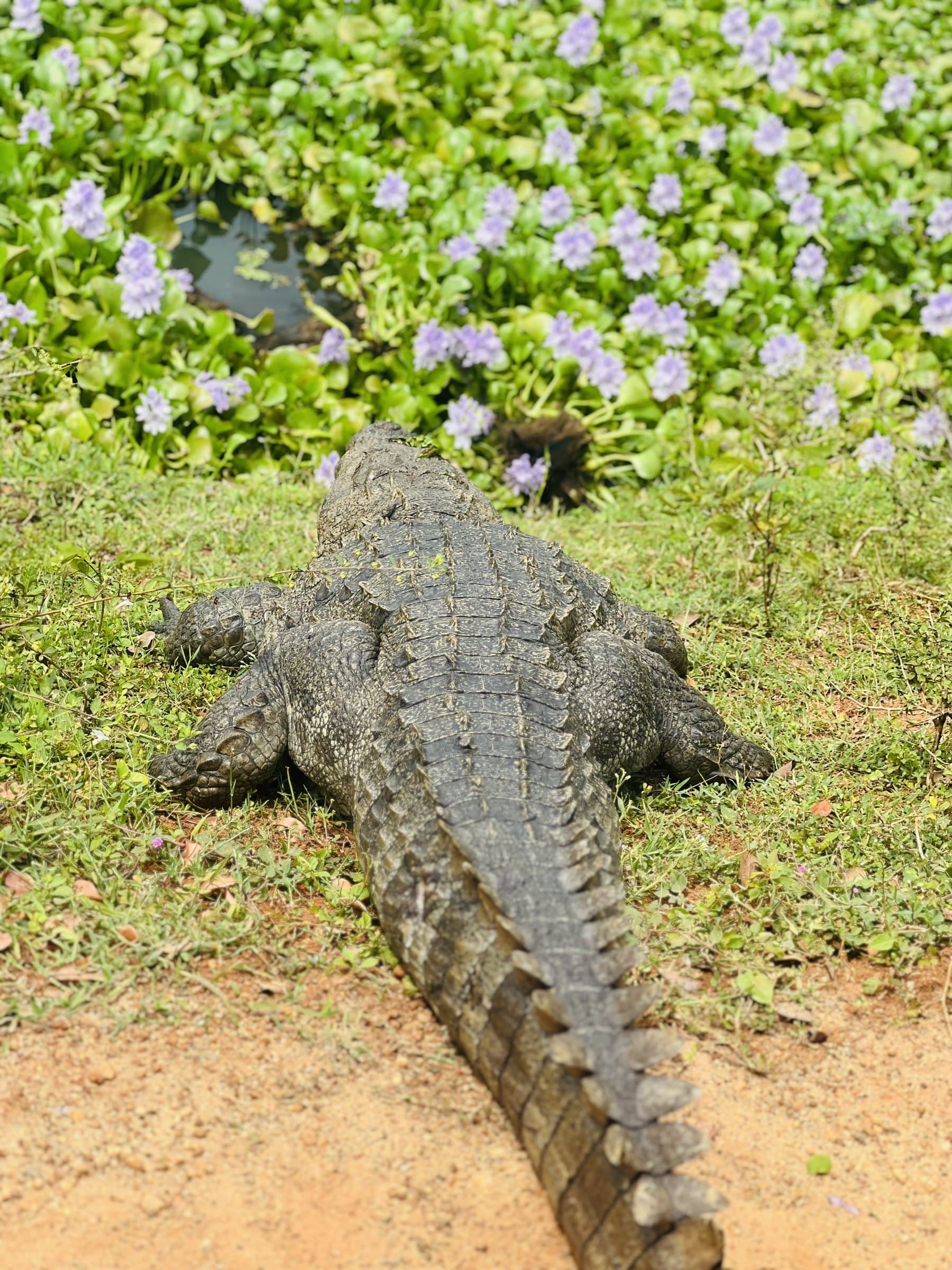 A mugger crocodile basking near the water's edge