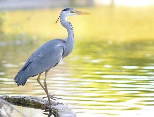 Herons and egrets gathered near a wetland