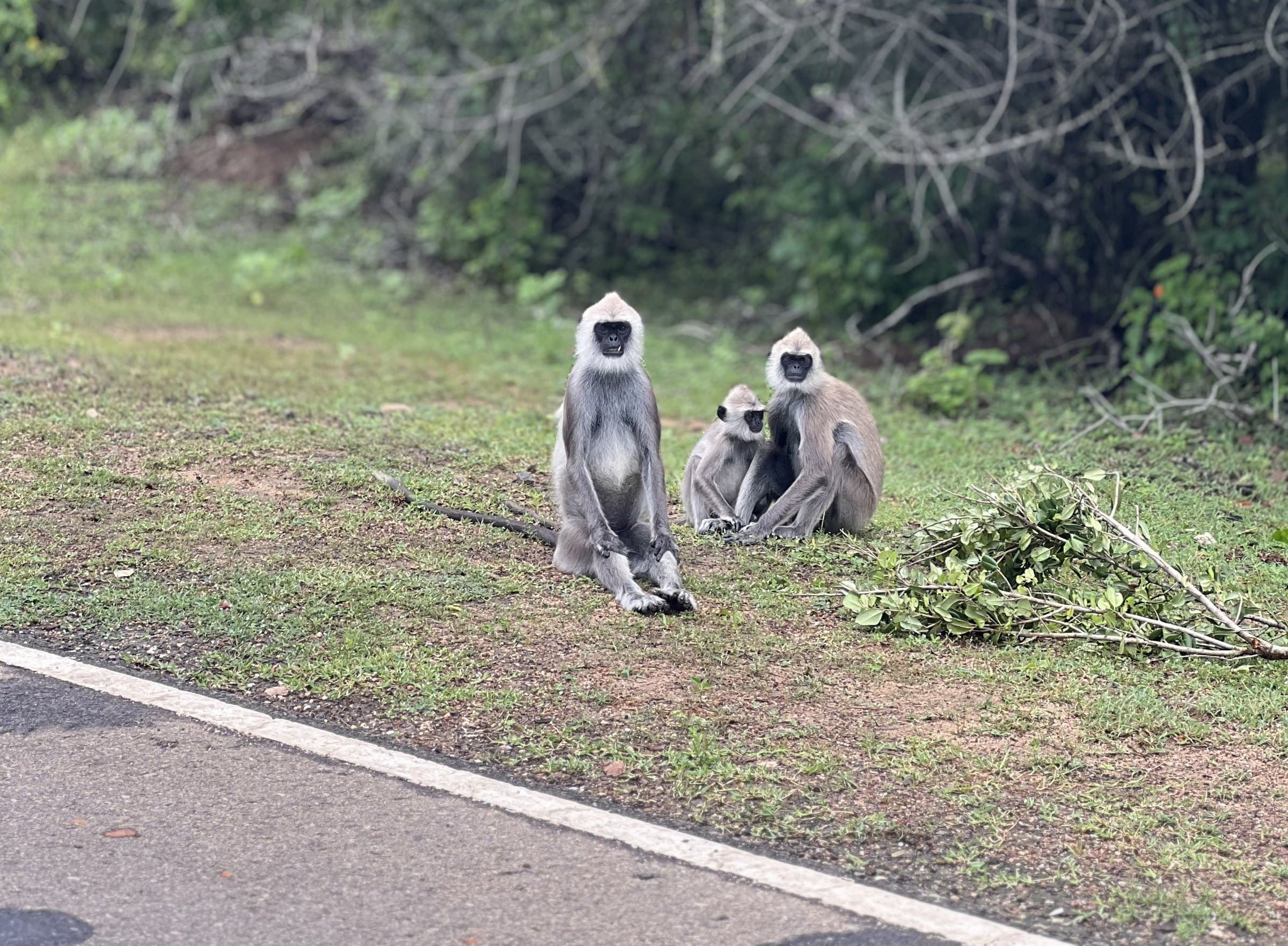 A monkey resting in the dry-zone forest