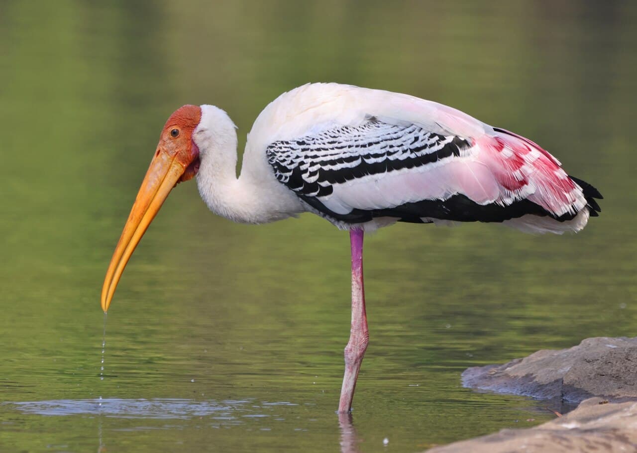 A flock of painted storks feeding in the wetlands