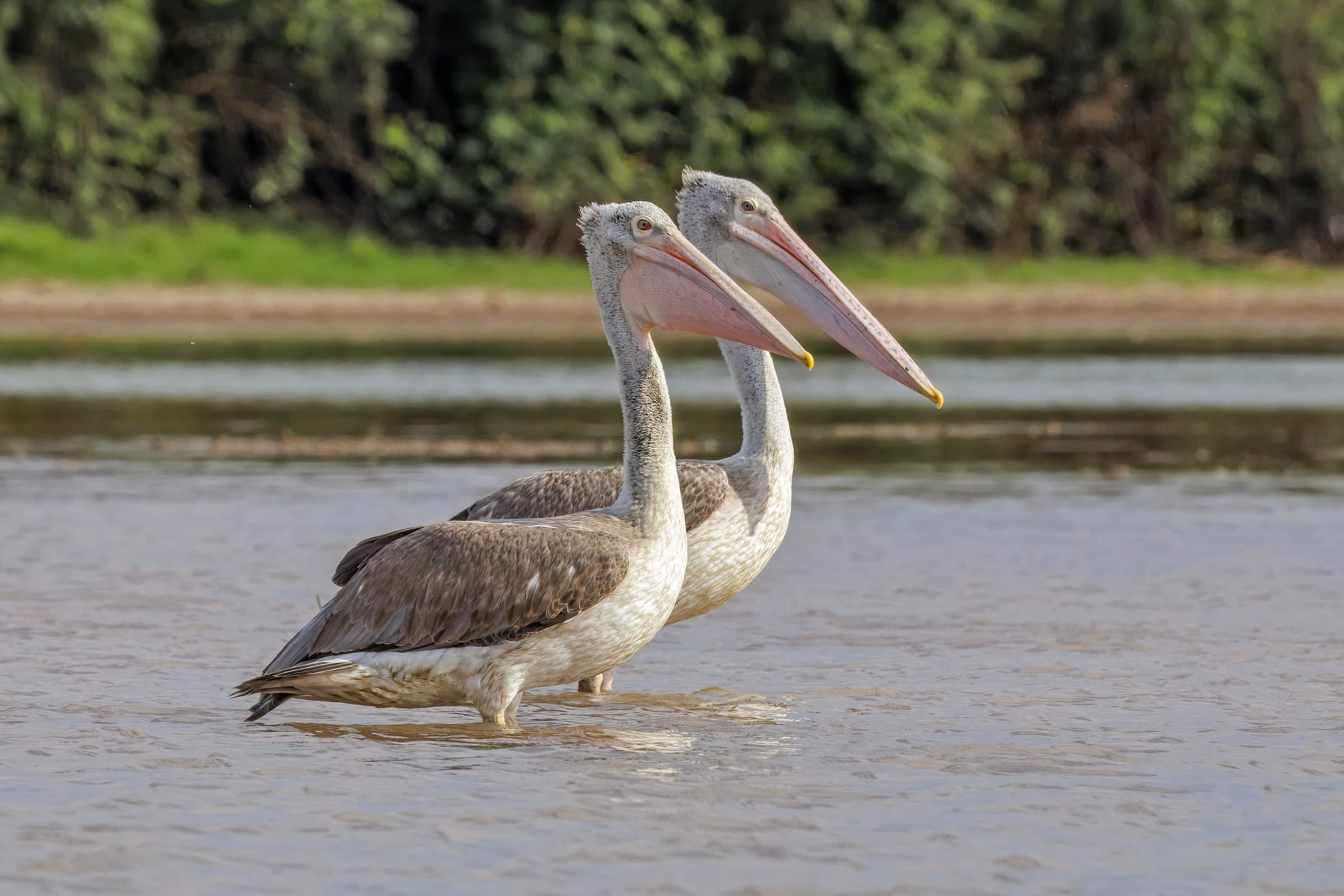 Pelicans gathered on the water's edge