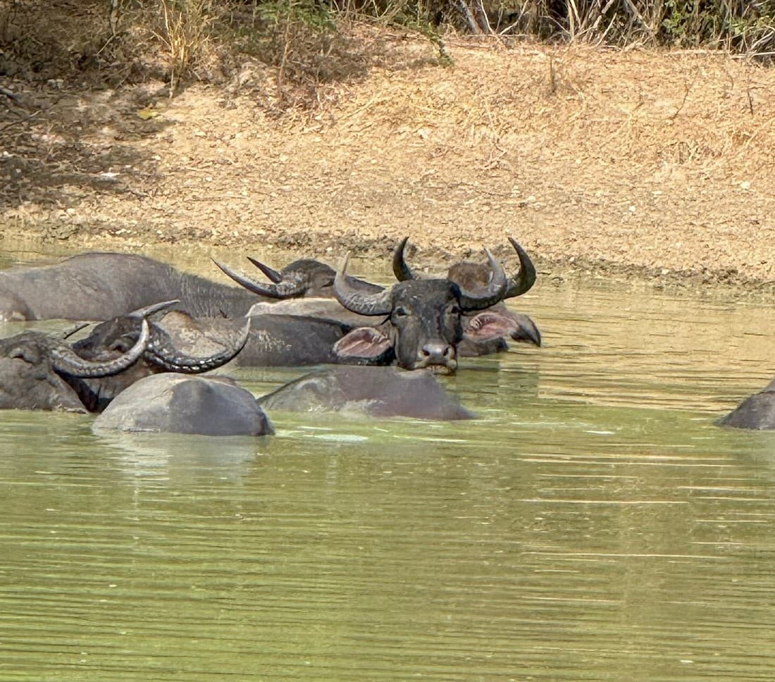 A water buffalo wallowing in a lagoon