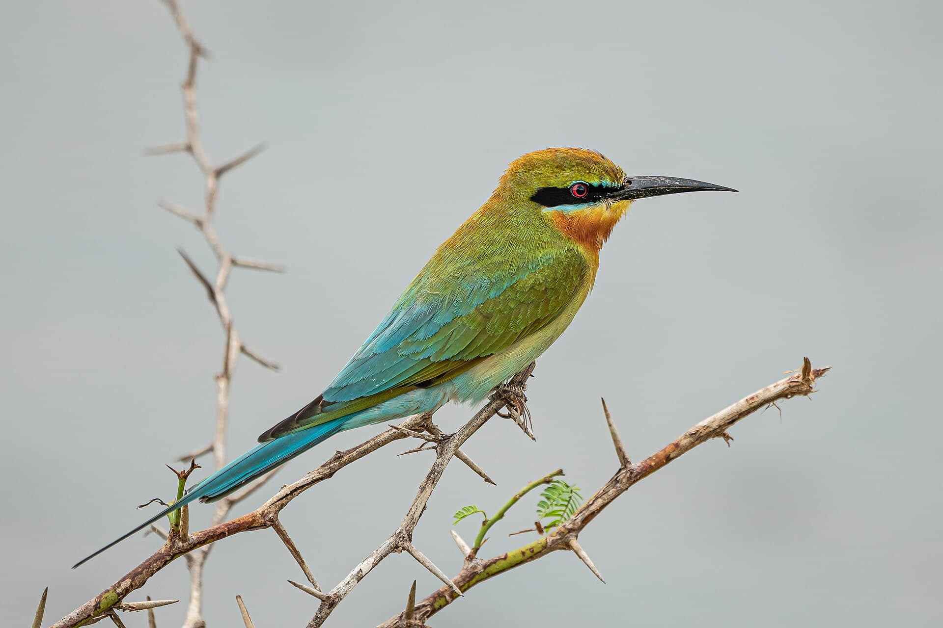 Bundala National Park, Sri Lanka safari destination