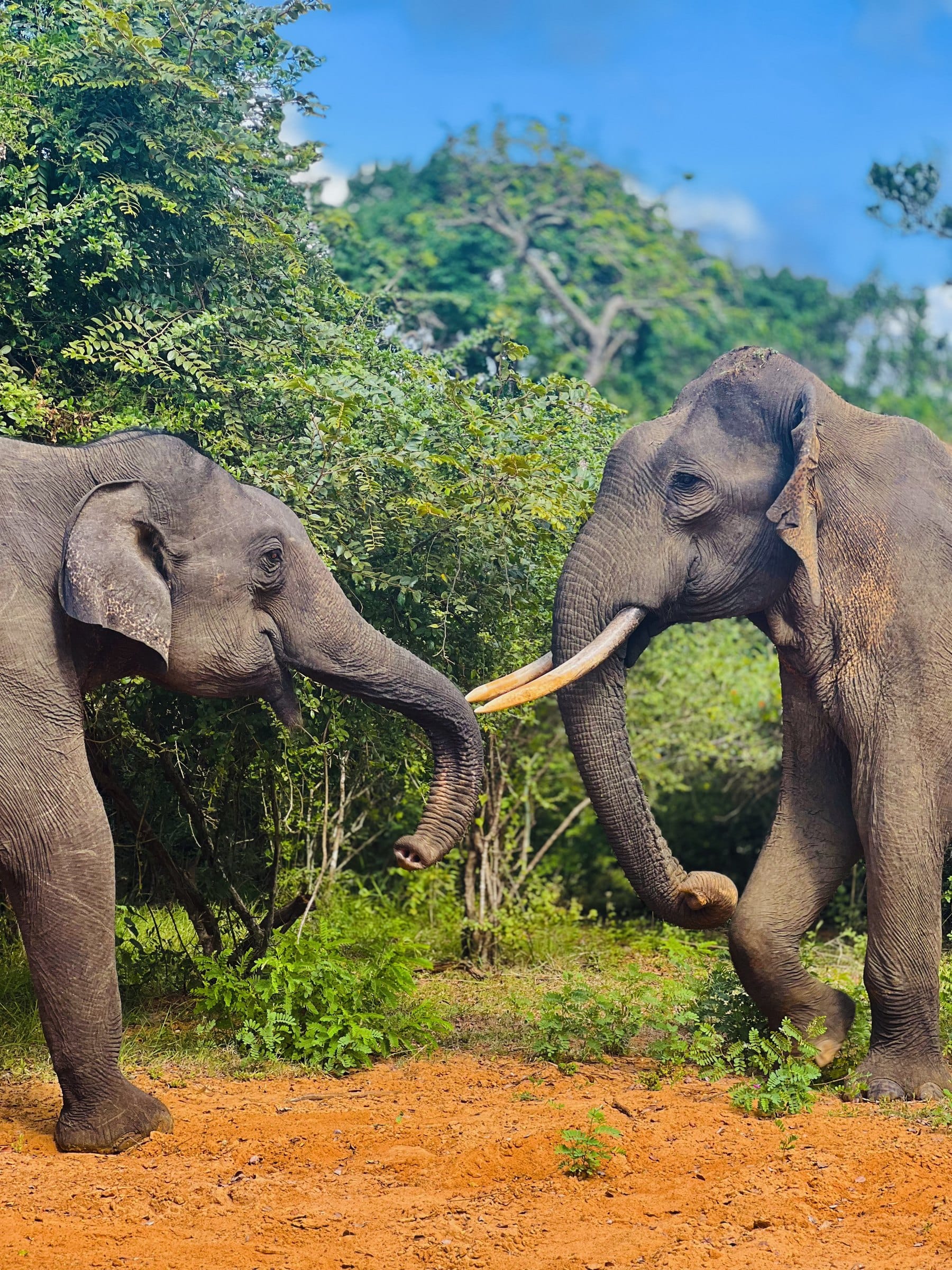 Wild elephants grazing on open grassland in Udawalawe National Park