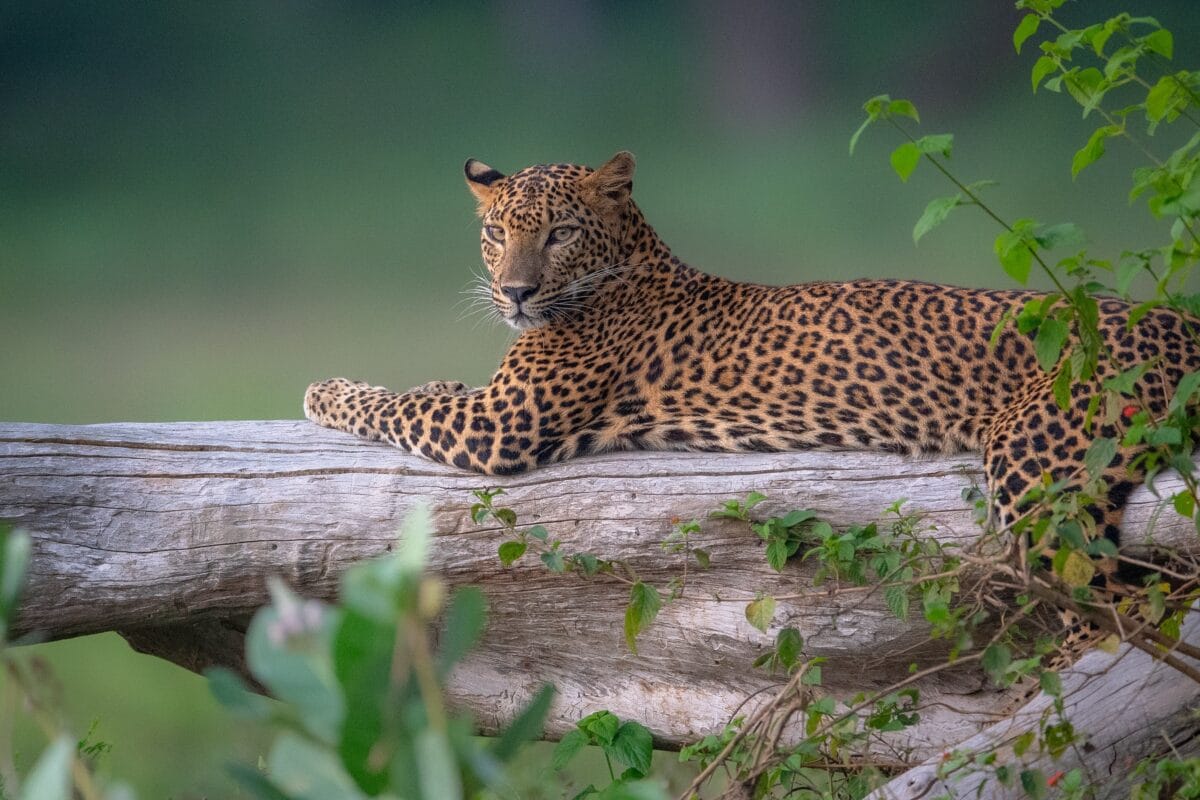 Full Leopard Contact | Yala Leopard Safari Tours