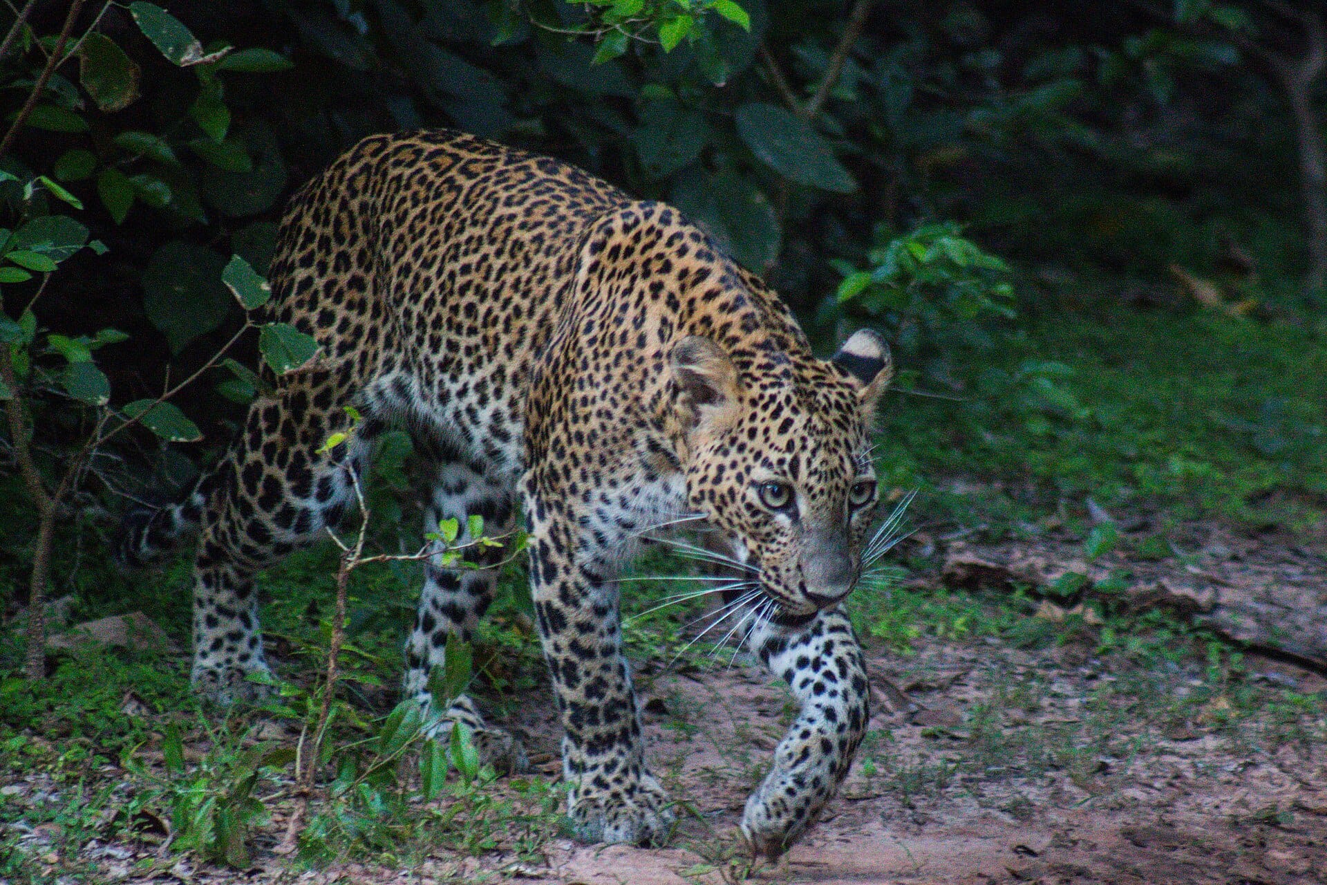 Open grassland and forest in Yala National Park