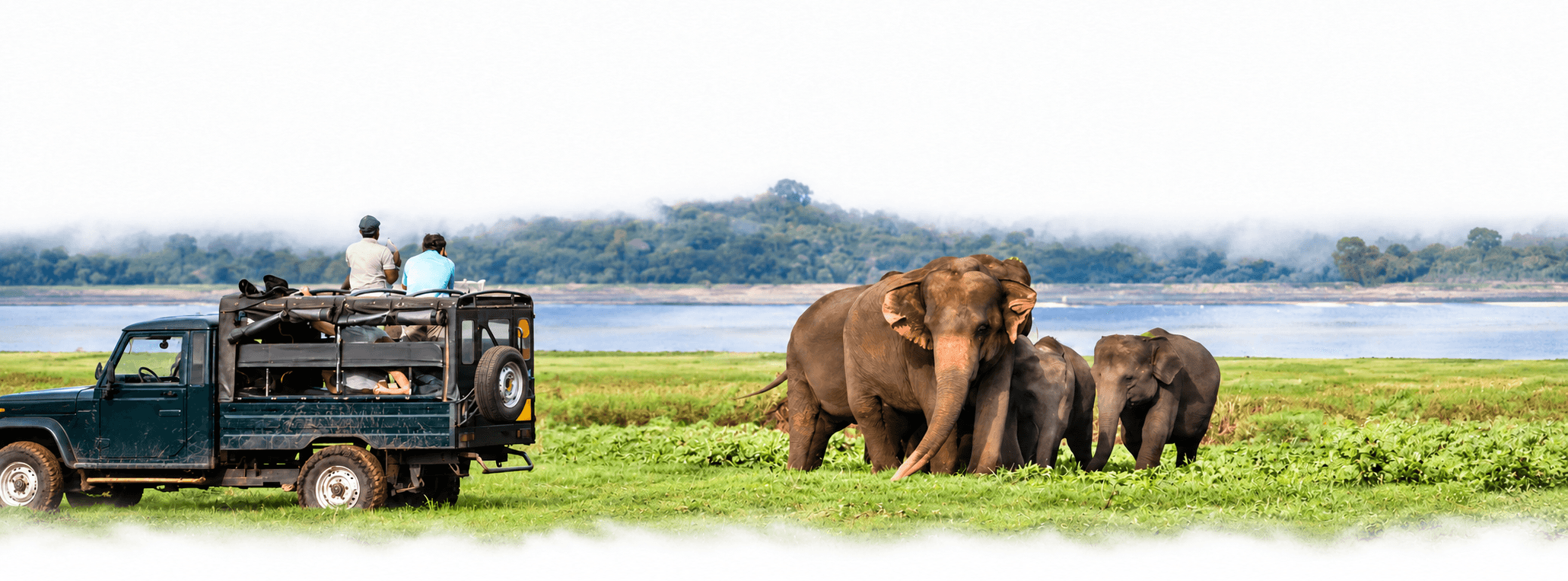 A leopard, elephants and a peacock gather at a waterhole in Yala National Park