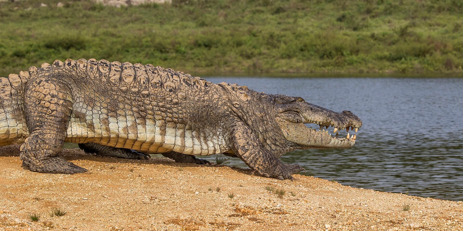 A mugger crocodile resting at the water's edge